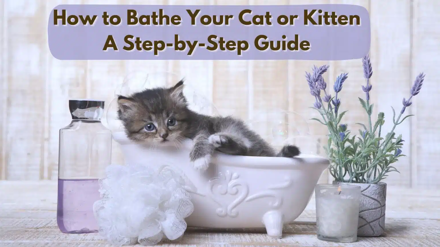 5 Easy Steps To How To Bathe A Cat & Kitten A Joyful Guide